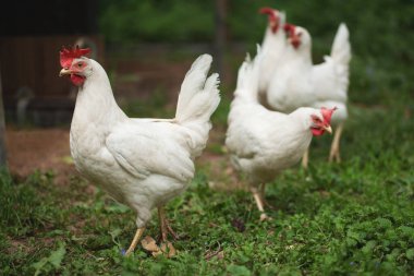 Beyaz bir tavuk yeşil çimlerin üzerinde yürüyor. Sağlıklı yürüyen mutlu çiftlik hayvanı