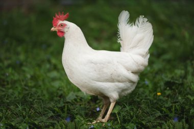 Beyaz bir tavuk yeşil çimlerin üzerinde yürüyor. Sağlıklı yürüyen mutlu çiftlik hayvanı