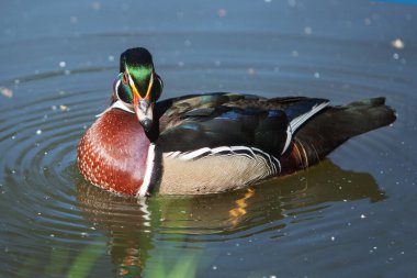 Güzel ördek nehirde yüzüyor. güzel arkaplan