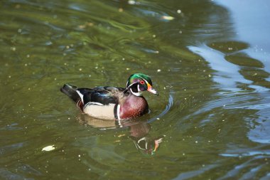 Güzel ördek nehirde yüzüyor. güzel arkaplan