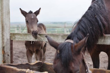 Küçük bir tay ve bir at doğada yürüyor ve saman yiyor.