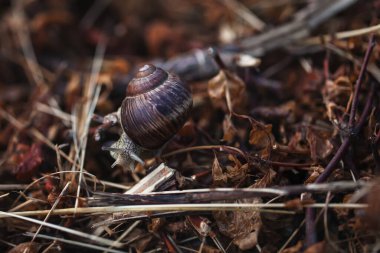 Kuru çimenlerde sürünen salyangoz.