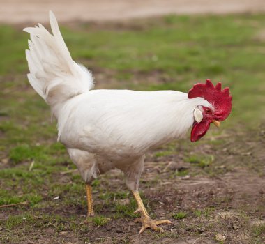 Beyaz horoz yeşil çimlerde yürüyor.