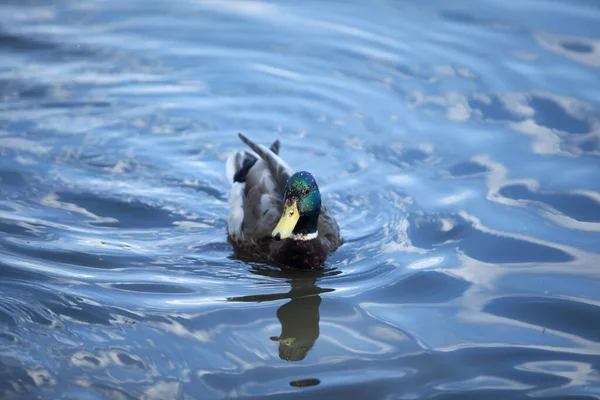 Pássaros Incrível Pato Reais Nada Lago Com Água Azul Sob — Fotografia de Stock