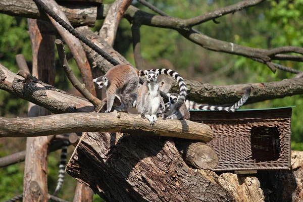 Rodina Lemurů Sedí Větvích Stromu — Stock fotografie