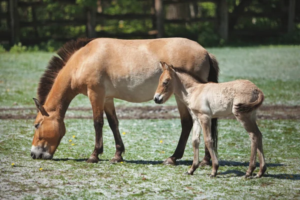Horse Foal Walk Meadow Eat Grass — Stock Photo, Image