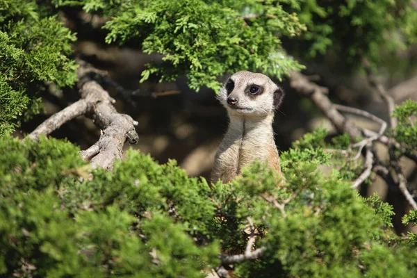 Pequeno Engraçado Meerkat Olha Volta — Fotografia de Stock