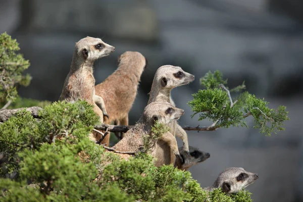 Ein Kleines Lustiges Erdmännchen Schaut Sich — Stockfoto