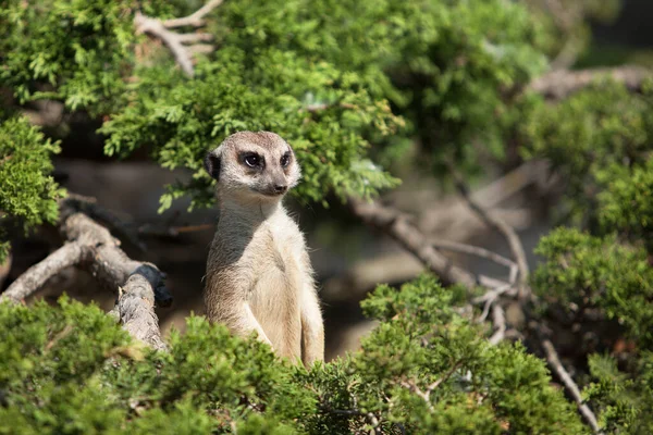 Una Piccola Surakat Divertente Guarda Intorno — Foto Stock