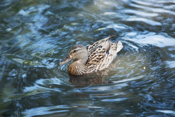 Des Oiseaux Incroyable Canard Colvert Nage Dans Lac Avec Eau — Photo