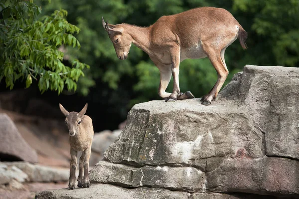 Erwachsene Und Junge Ziegen Stehen Auf Den Felsen — Stockfoto