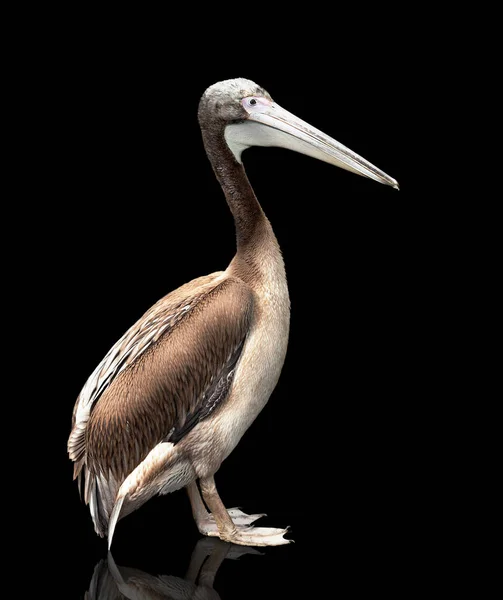 Pisklę Pelikana Izolowane Czarnym Tle — Zdjęcie stockowe