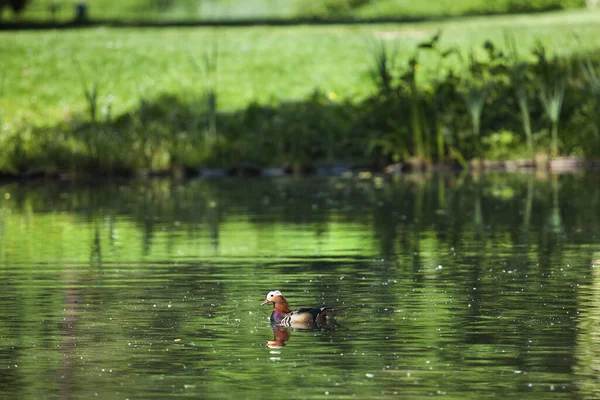 Krásná Kachna Plavat Řece Krásné Pozadí — Stock fotografie