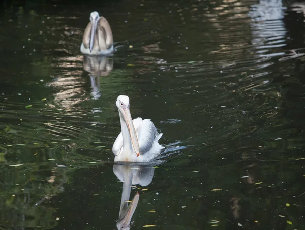 Beautiful White Pelican Swimming Lake — Stock Photo, Image