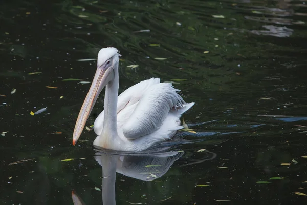 Beautiful White Pelican Swimming Lake — Stock Photo, Image