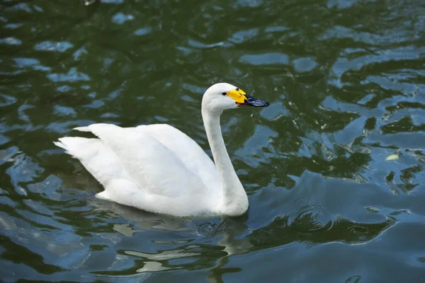 Vacker Vit Svan Flyter Damm — Stockfoto