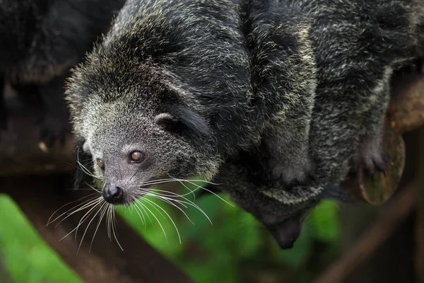 Rzadkie Zabawne Zwierzę Binturong — Zdjęcie stockowe