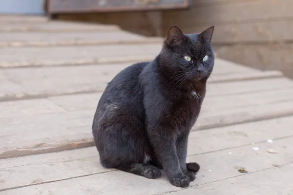 Black Cat Sitting Street — Stock Photo, Image