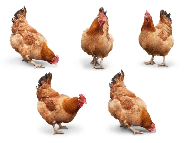 Set Brown Chiken Walking Isolated White — Stock Photo, Image