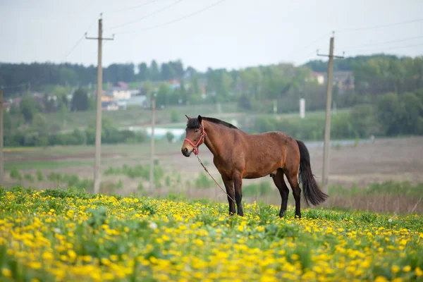 Cavalo Marrom Que Pastoreia Campo Flores Dia Ensolarado Brilhante — Fotografia de Stock