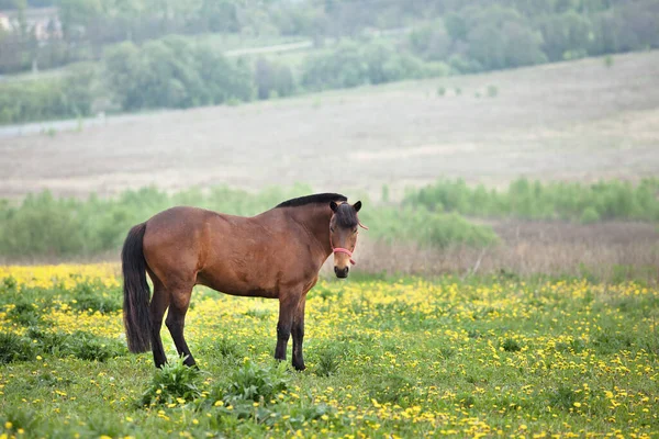 Braunes Pferd Das Einem Blumenfeld Weidet Ein Strahlend Sonniger Tag — Stockfoto