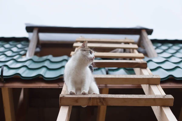 Cat Descend Toit Maison Vue Bas — Photo