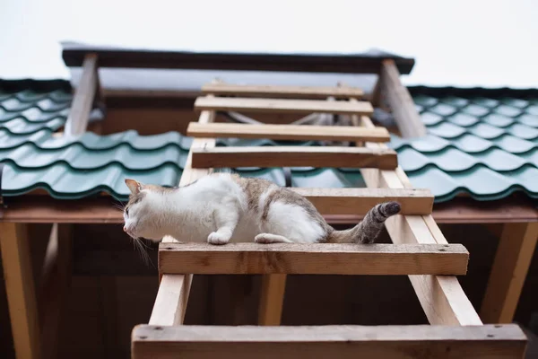 Cat Comes Roof House View Bottom — Stock Photo, Image