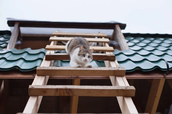 Cat Descend Toit Maison Vue Bas — Photo