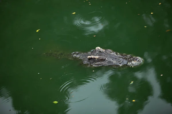 Krokodil Schwimmt Nur Mit Dem Kopf Über Wasser — Stockfoto