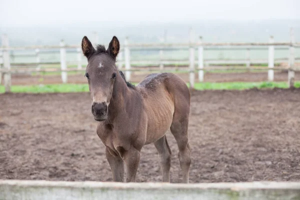 Niedliche Kleine Braune Hengstfohlen Der Nähe Eines Holzzaunes — Stockfoto