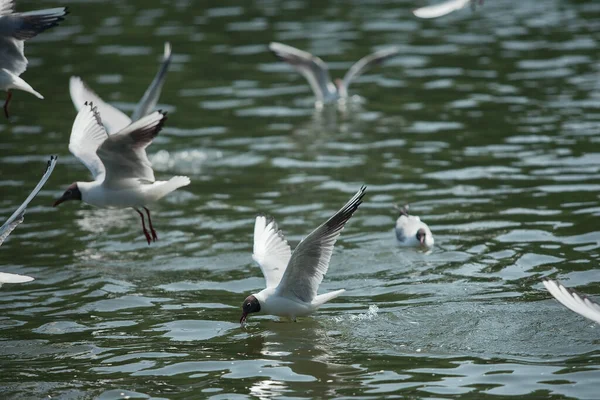 Gaivota Flutuando Água Azul — Fotografia de Stock