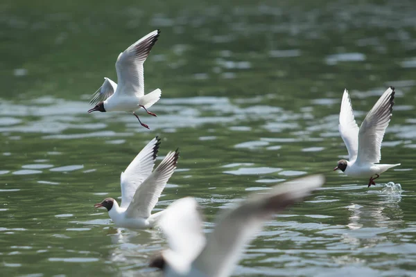 Gull Floating Water — Stock Photo, Image