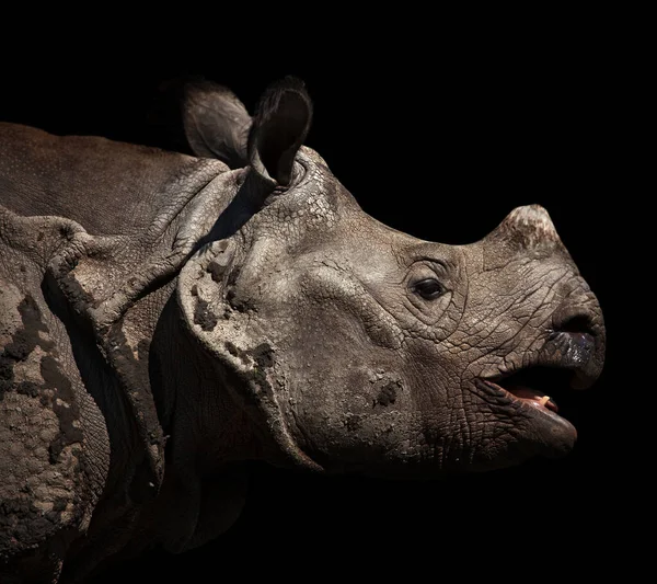 Great Rhinoceros Rare Animal Portrait — Stock Photo, Image