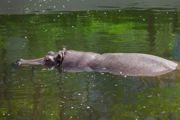 Ein Großes Nilpferd Schwimmt Wasser Heißer Sonniger Tag — Stockfoto