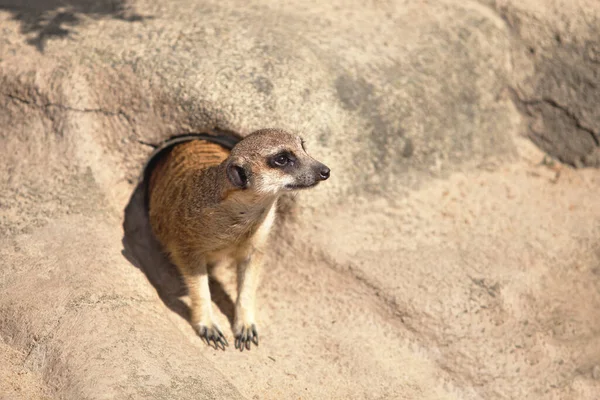 Marmotte Sort Trou Dans Colline Sable — Photo