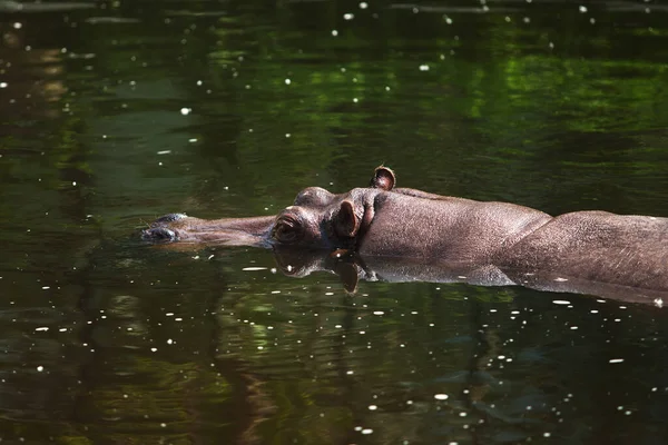 Duży Hipopotam Unosi Się Wodzie Gorący Słoneczny Dzień — Zdjęcie stockowe