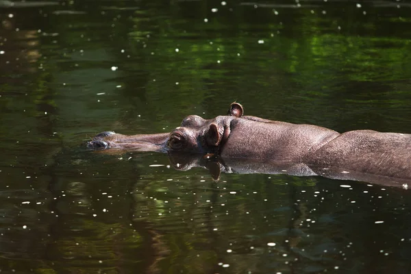 Grande Ippopotamo Galleggia Nell Acqua Calda Giornata Sole — Foto Stock