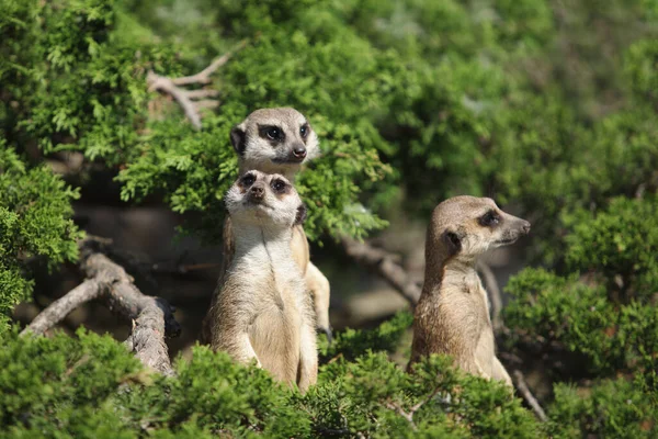 Ein Kleiner Lustiger Surakat Schaut Sich — Stockfoto