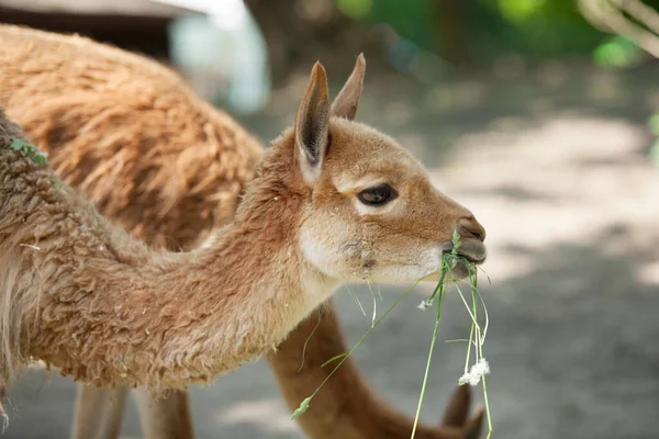 喇嘛吃草 美丽的毛绒绒动物 — 图库照片