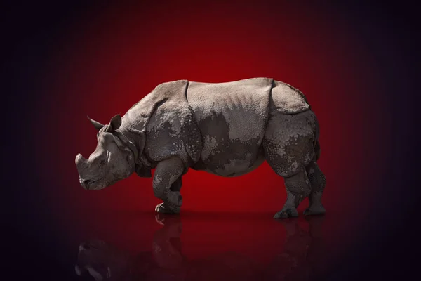 Grand Rhinocéros Adulte Tient Sur Côté Sur Fond Couleur — Photo