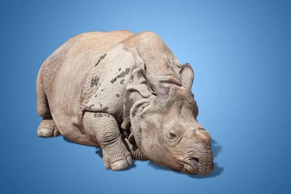 Great Rhinoceros Rare Animal Portrait — Stock Photo, Image