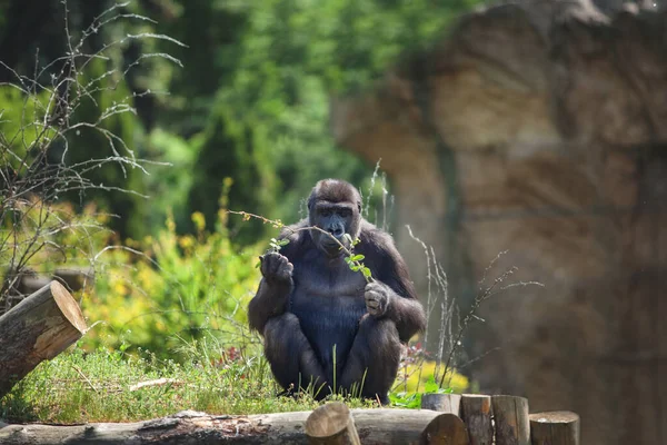 Ein Affe Sitzt Auf Dem Gras Einem Sonnigen Tag — Stockfoto