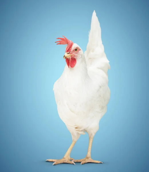 Kyckling Tittar Nära Golvet Blå Bakgrund — Stockfoto