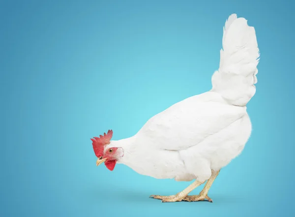 Kyckling Tittar Nära Golvet Blå Bakgrund — Stockfoto