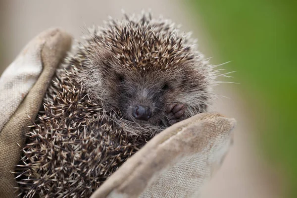 Meisje Met Een Kleine Egel Strakke Handschoenen — Stockfoto