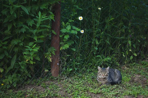 Katten Ligger Gräset Nära Stängslet — Stockfoto