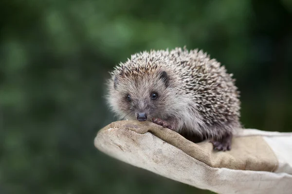 Meisje Met Een Kleine Egel Strakke Handschoenen — Stockfoto