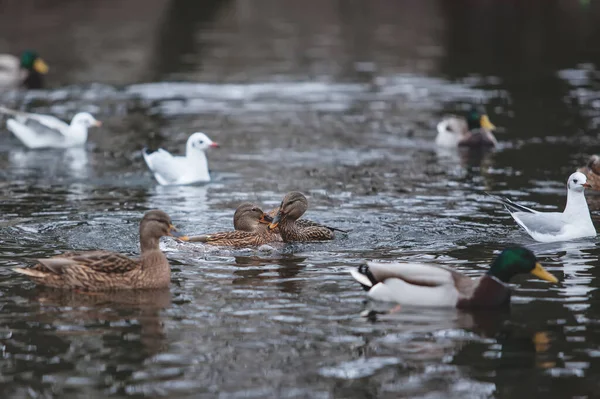 Belos Patos Selvagens Nadando Lagoa — Fotografia de Stock