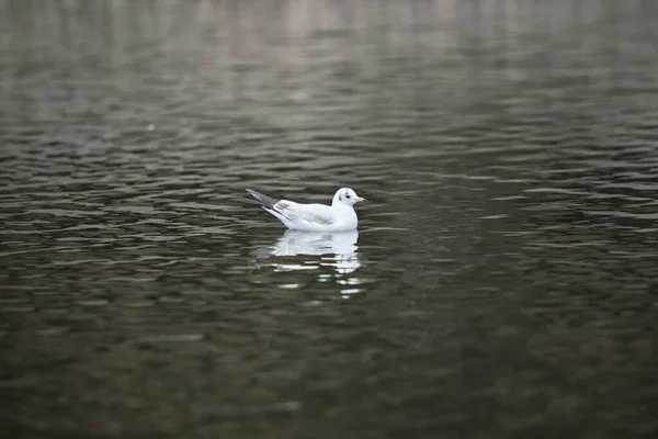 一只白色的海鸥在水里漂浮 — 图库照片