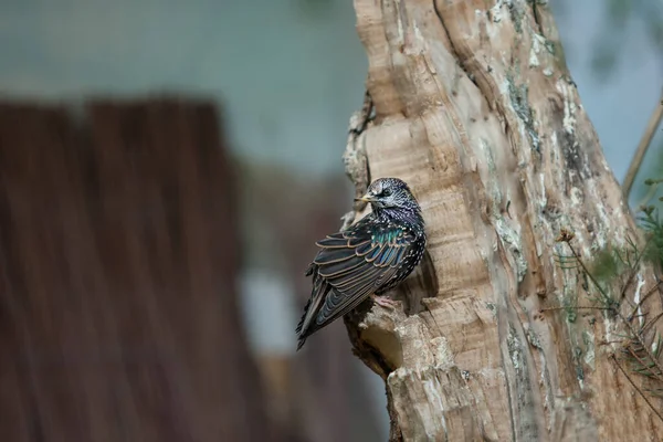 Hermosos Pájaros Abigarrados Árbol — Foto de Stock